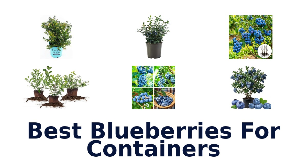 best blueberries for containers