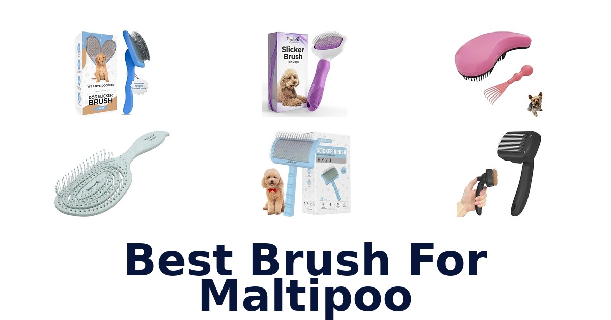 best brush for maltipoo
