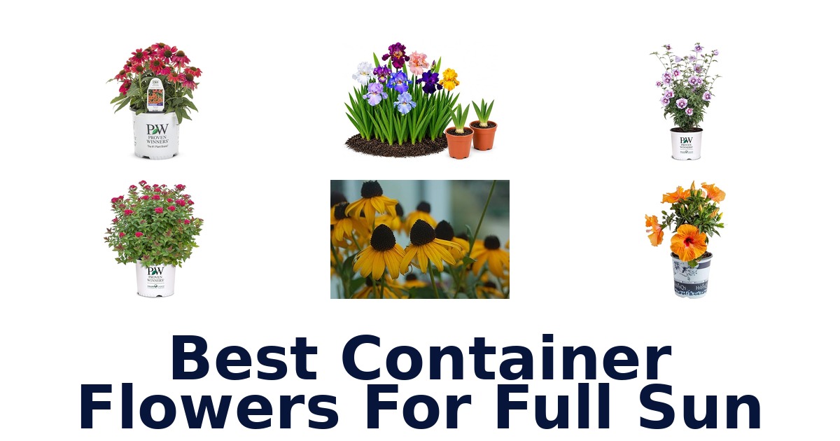 best container flowers for full sun