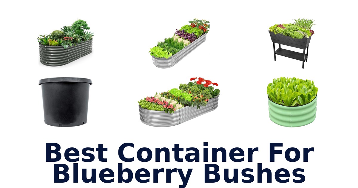 best container for blueberry bushes