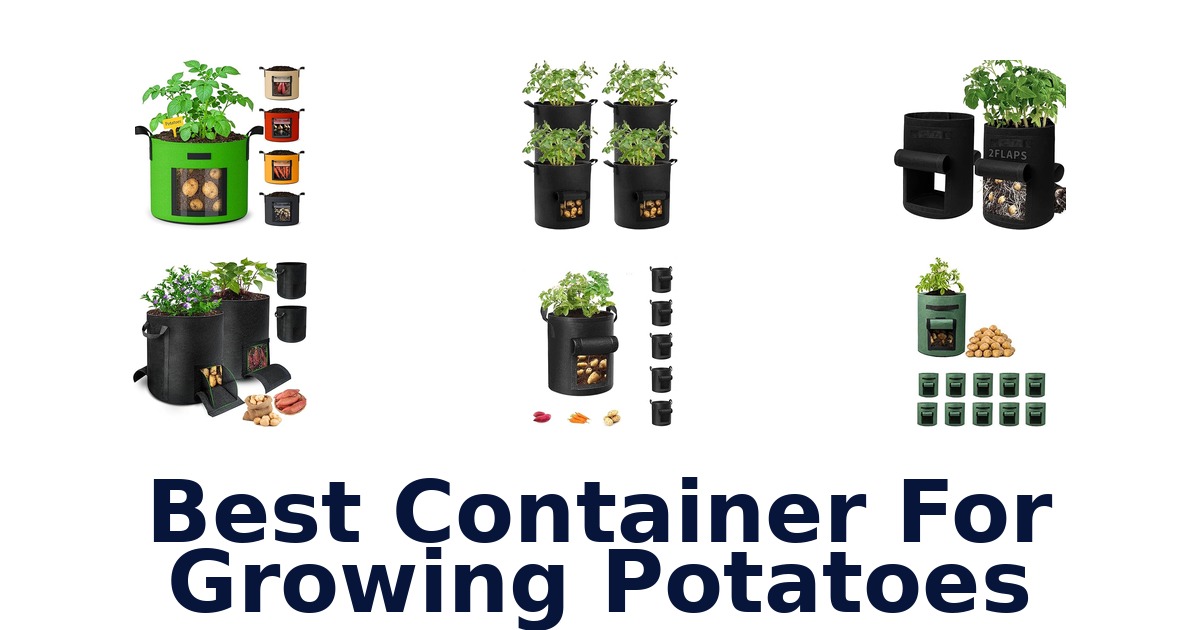 best container for growing potatoes