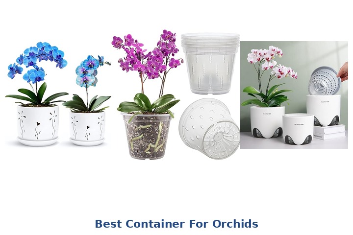 best container for orchids