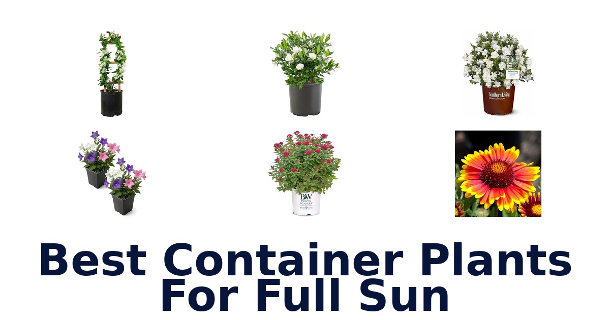 best container plants for full sun