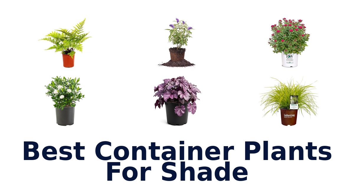 best container plants for shade