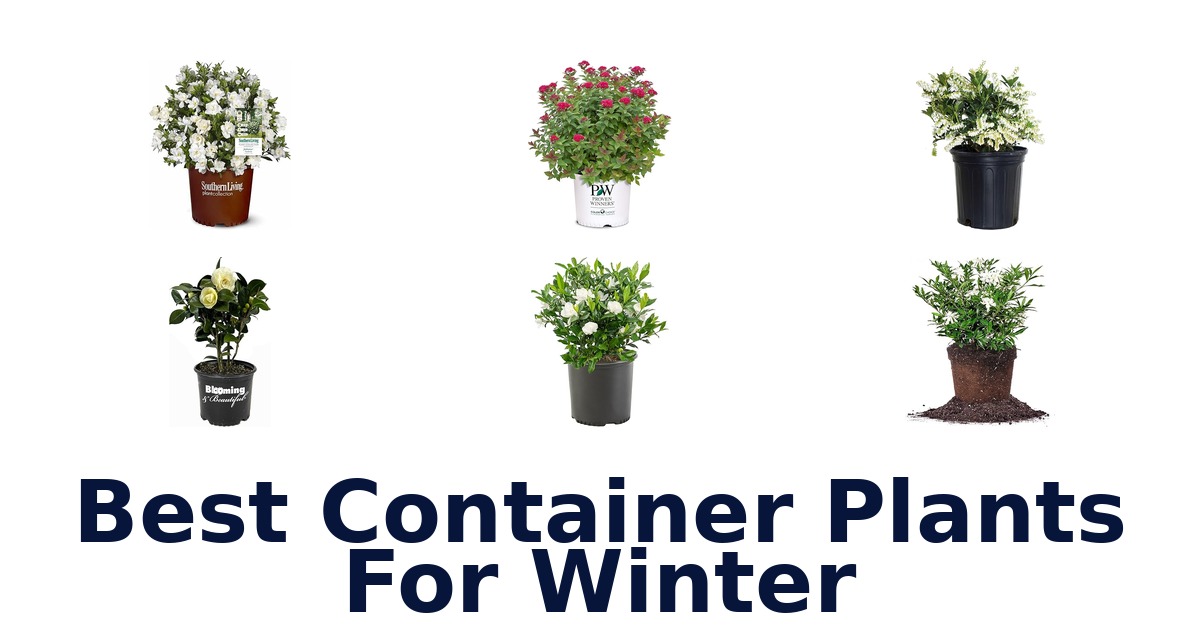 best container plants for winter