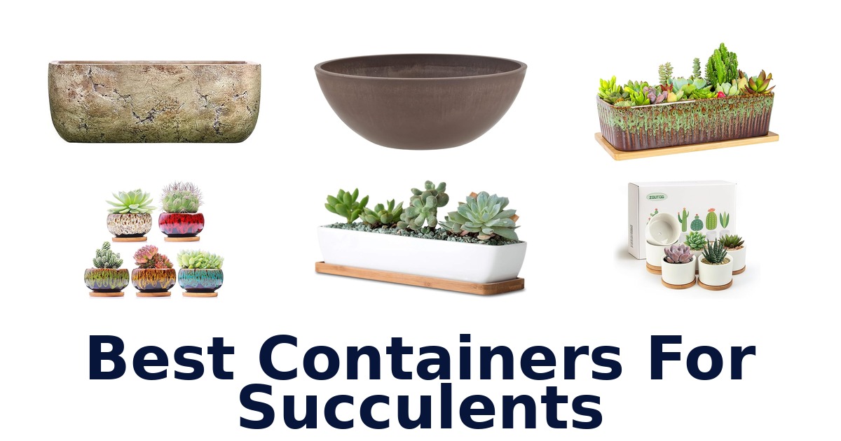 best containers for succulents