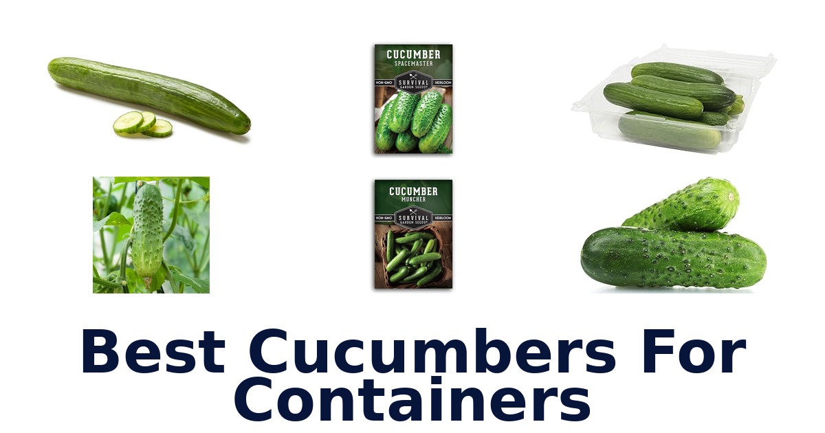 best cucumbers for containers