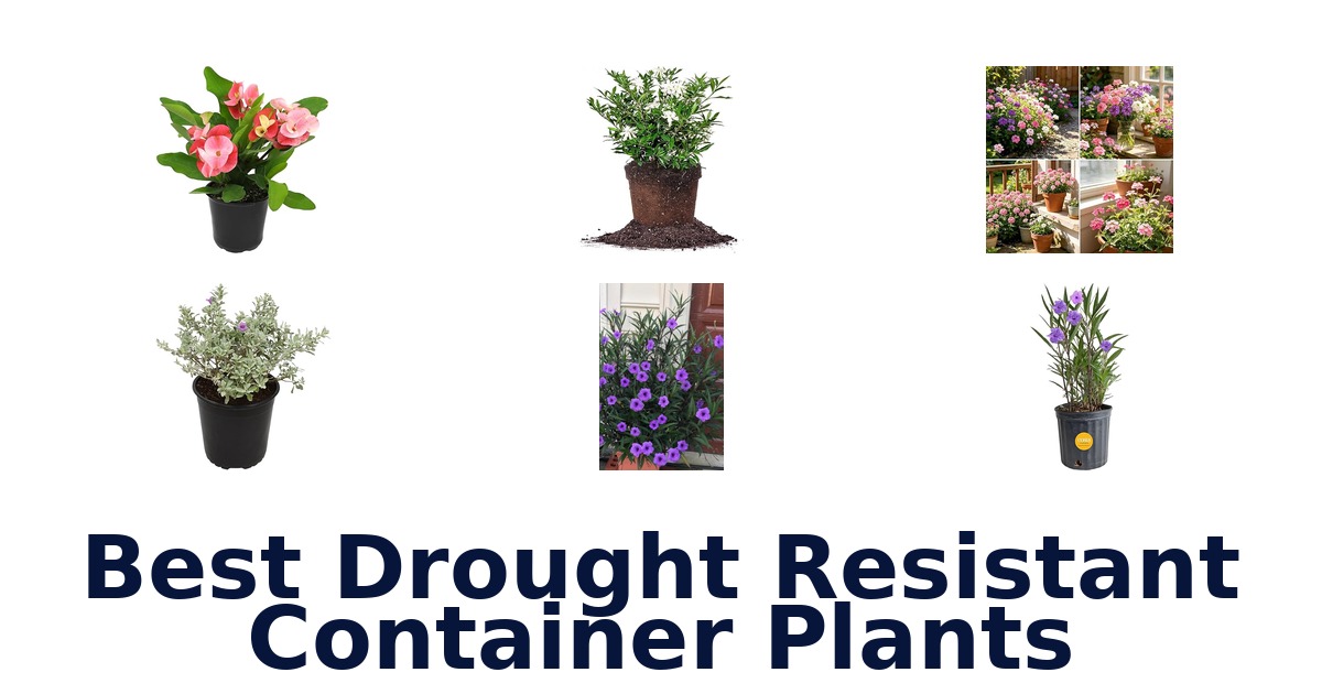 best drought resistant container plants