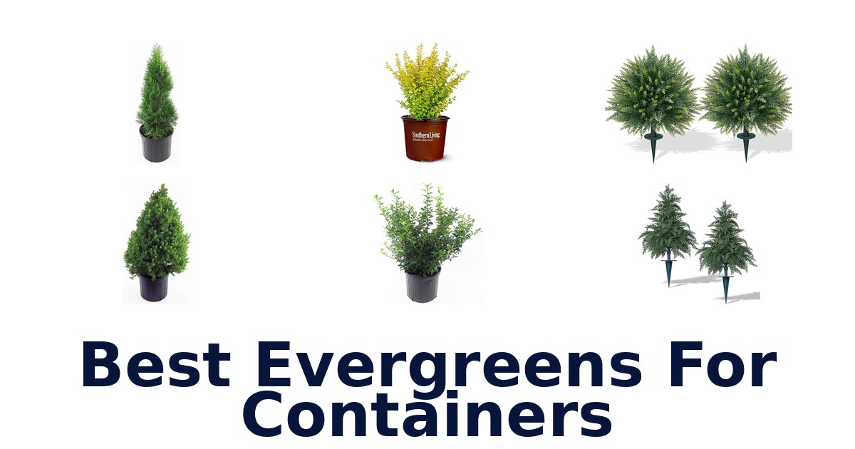 best evergreens for containers