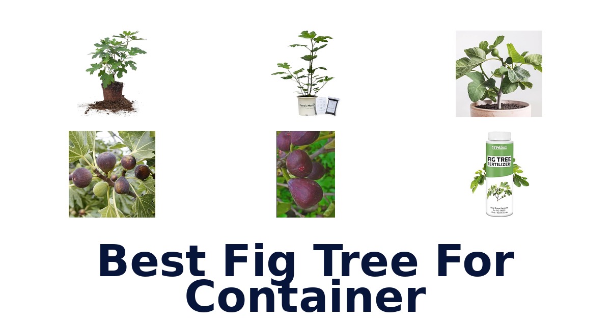 best fig tree for container
