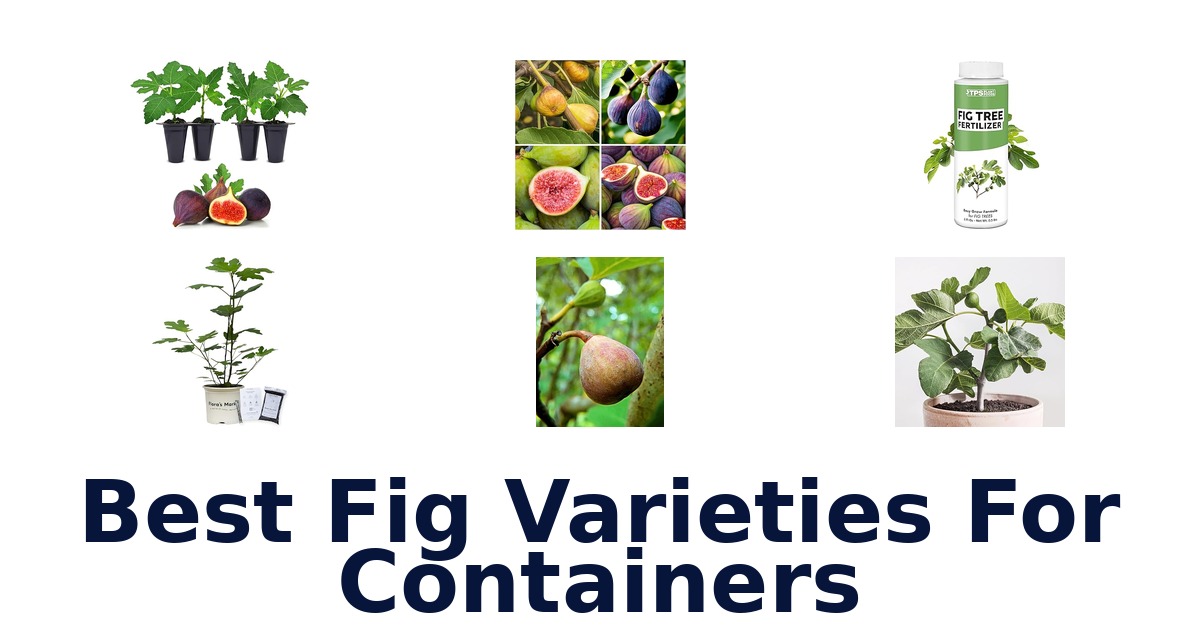 best fig varieties for containers