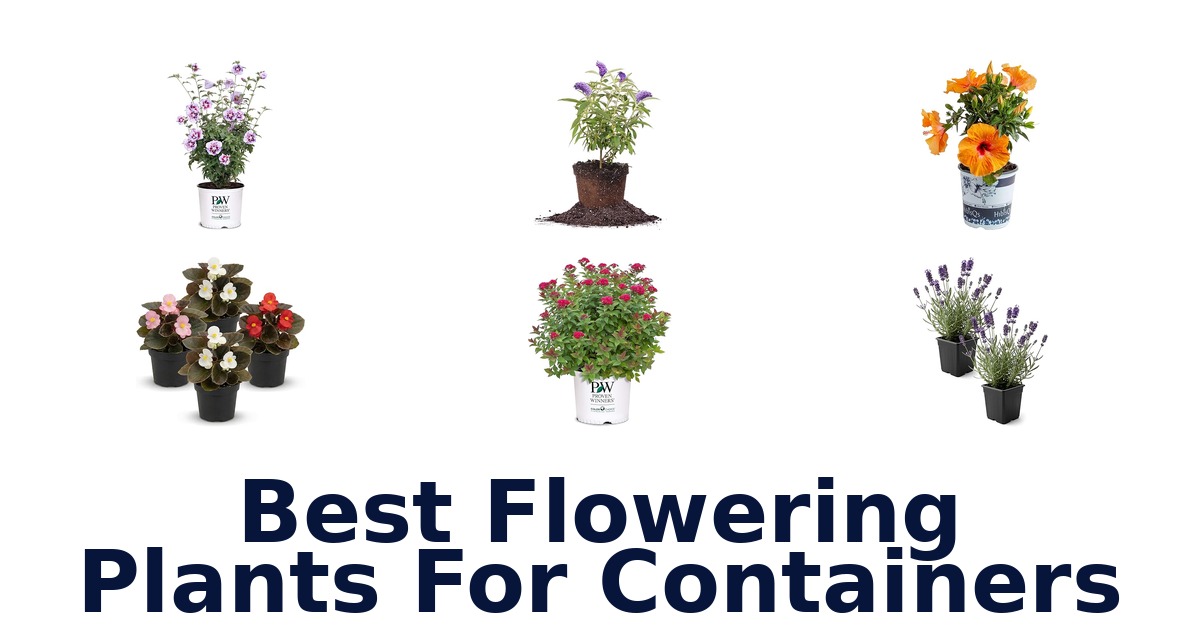 best flowering plants for containers