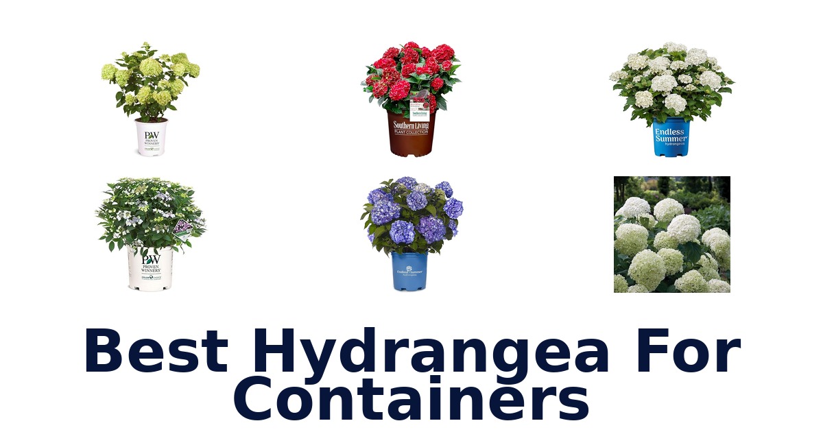 best hydrangea for containers