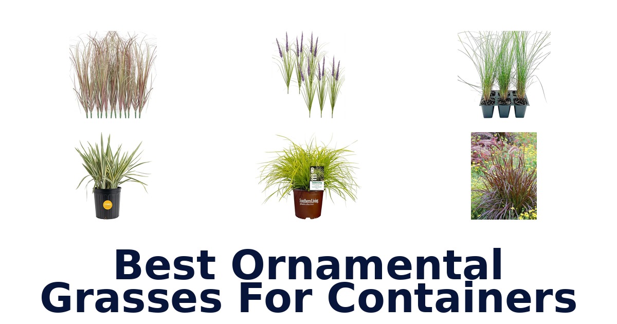 best ornamental grasses for containers