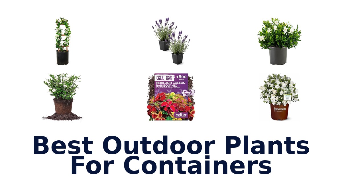best outdoor plants for containers