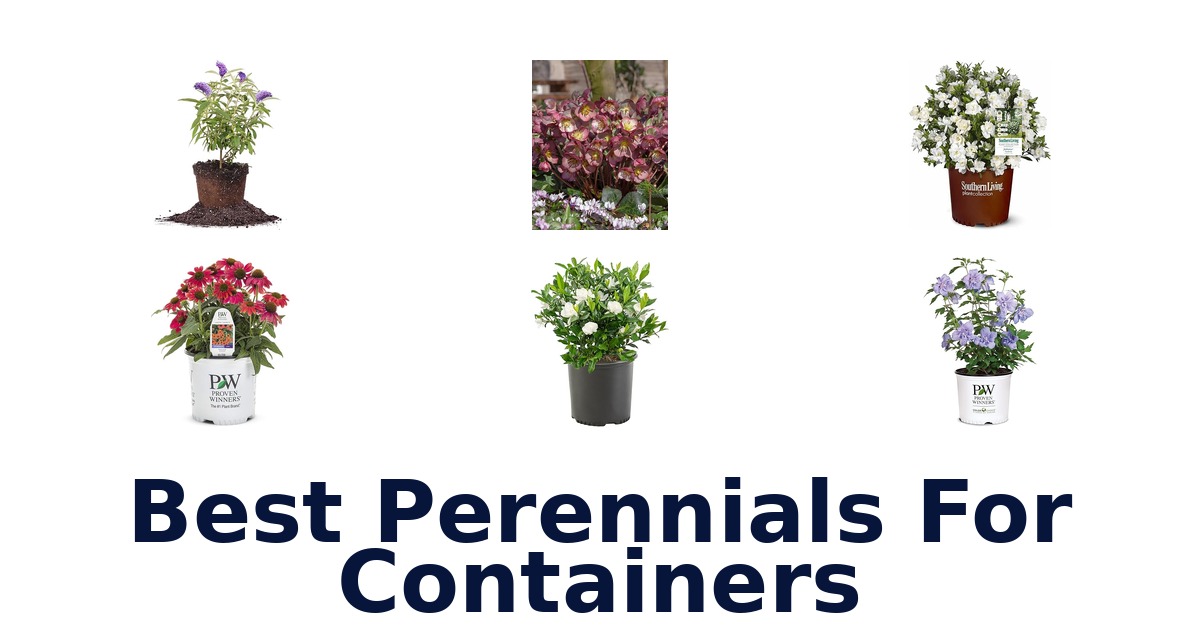 best perennials for containers