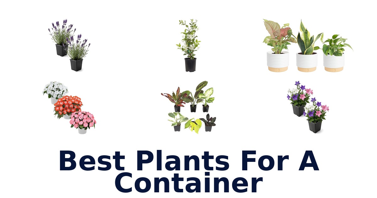 best plants for a container