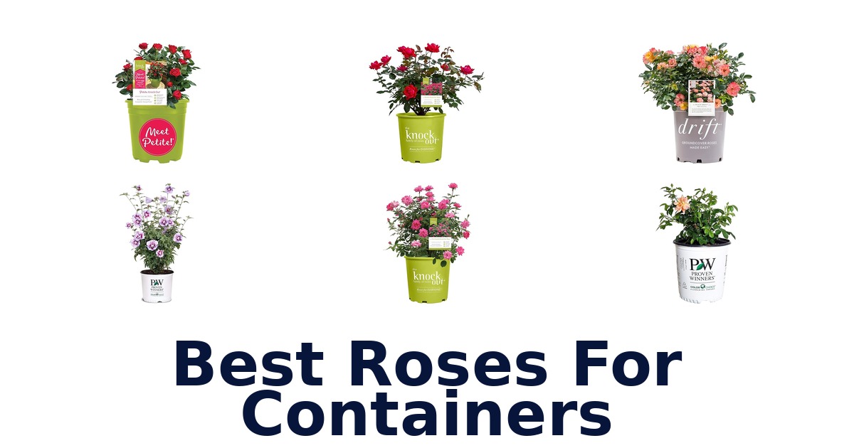 best roses for containers